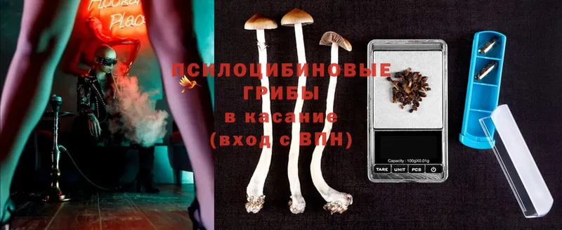 omg вход  Инта  Галлюциногенные грибы Cubensis 